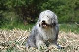 BEARDED COLLIE 145